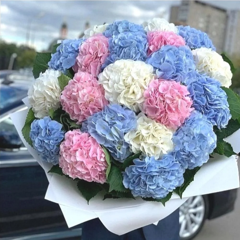 Макси букет гортензий "Нежной"